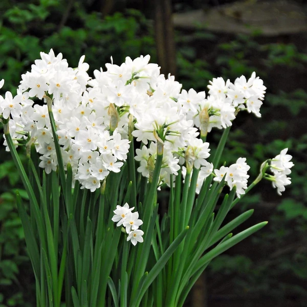 Narcissus tazetta 'Paperwhite' - Nárcisz
