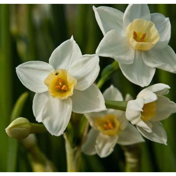 Narcissus tazetta 'Paperwhite' - Nárcisz