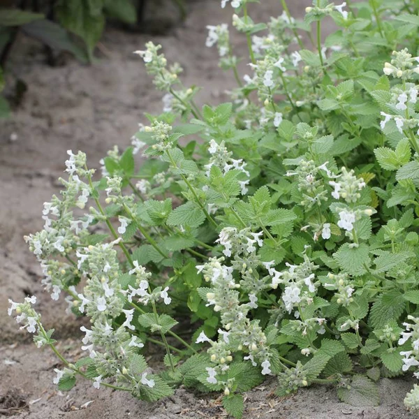 Nepeta racemosa 'Snowflake' – Kaukázusi macskamenta