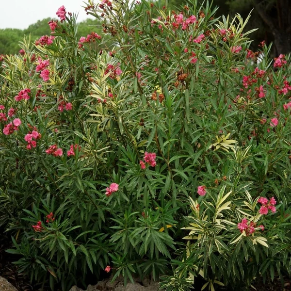 Nerium oleander 'Variegata' – Leander (tarka levelű, rózsaszín virágú)