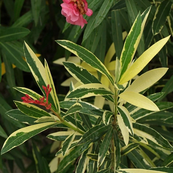 Nerium oleander 'Variegata' – Leander (tarka levelű, rózsaszín virágú)