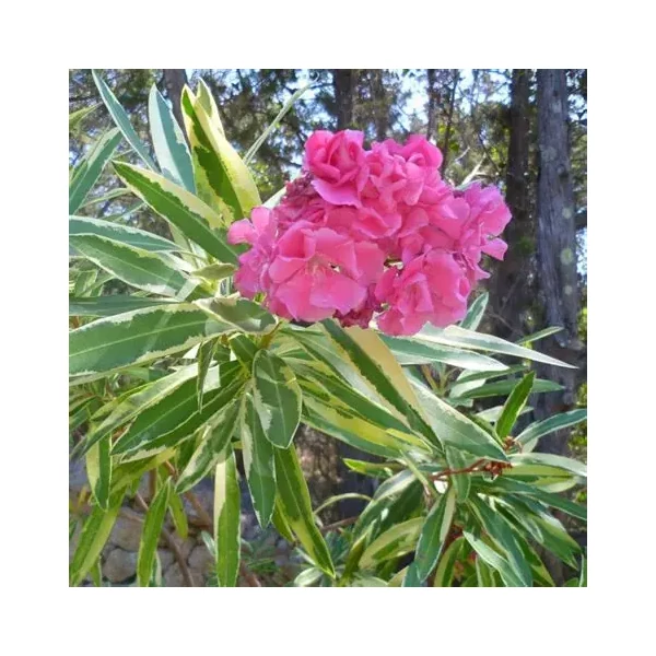 Nerium oleander 'Variegata' – Leander (tarka levelű, rózsaszín virágú)