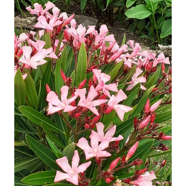 Nerium oleander 'Atlas Nain de Tidili' - Télálló leander
