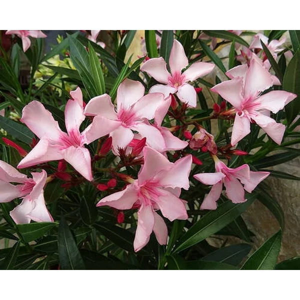Nerium oleander 'Atlas Nain de Tidili' - Télálló leander