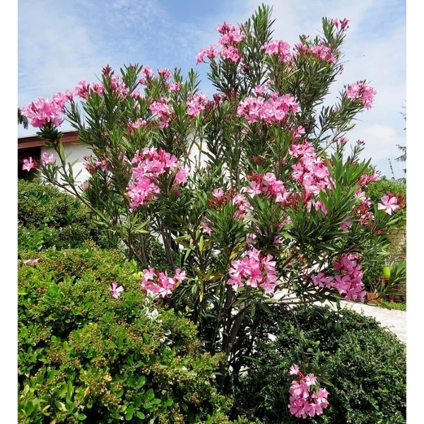 Nerium oleander 'Atlas Nain de Tidili' - Télálló leander