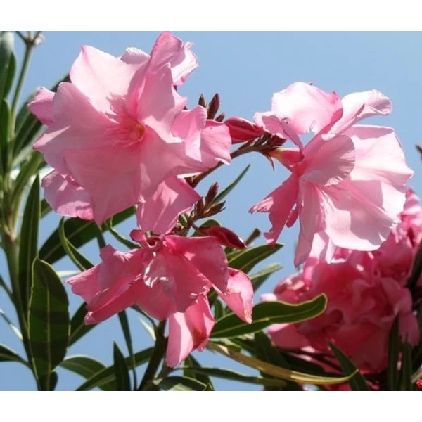Nerium oleander 'Cavalaire' - Télálló leander