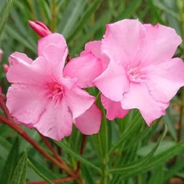 Nerium oleander 'Cavalaire' - Télálló leander