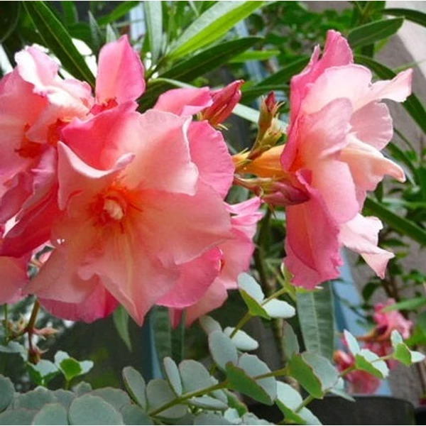Nerium oleander 'Chopin' - Leander
