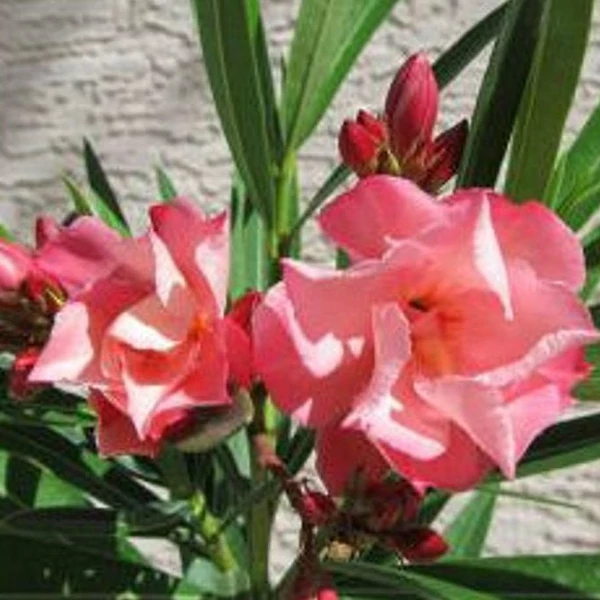 Nerium oleander 'Chopin' - Leander