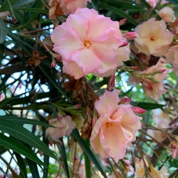 Nerium oleander 'Chopin' - Leander