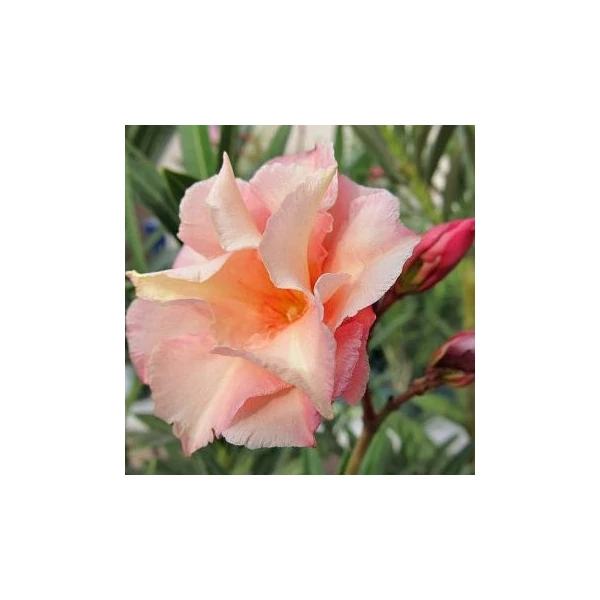 Nerium oleander 'Chopin' - Leander