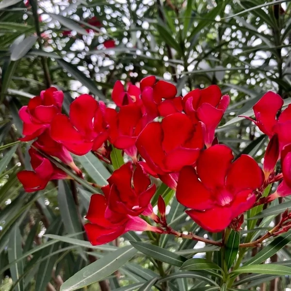 Nerium oleander 'Hardy Red' - Télálló leander