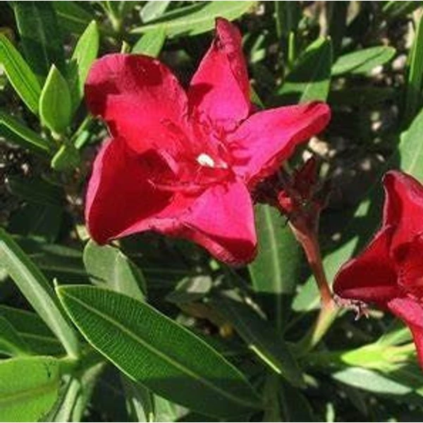 Nerium oleander 'Hardy Red' - Télálló leander