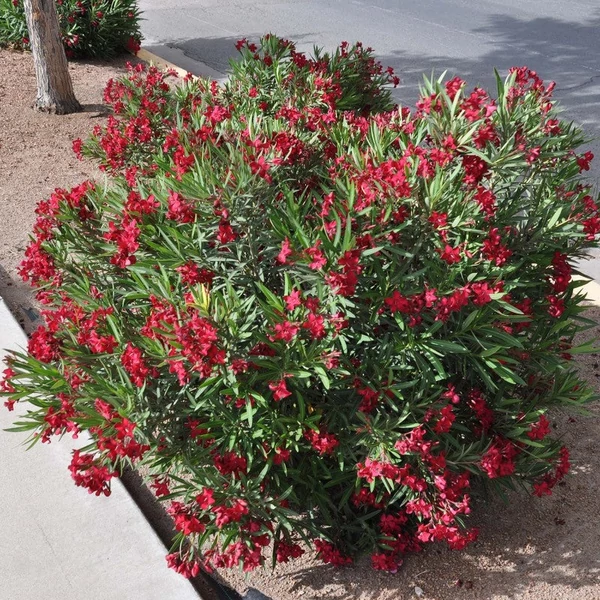 Nerium oleander 'Hardy Red' - Télálló leander