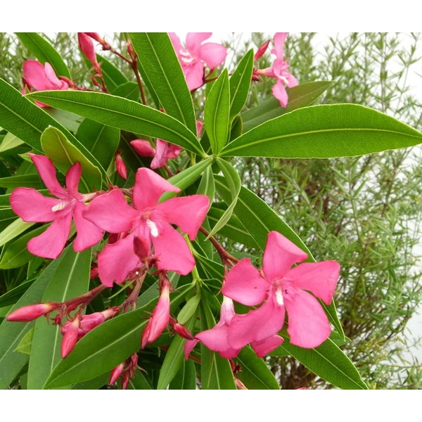 Nerium oleander 'Itália' - Télálló leander