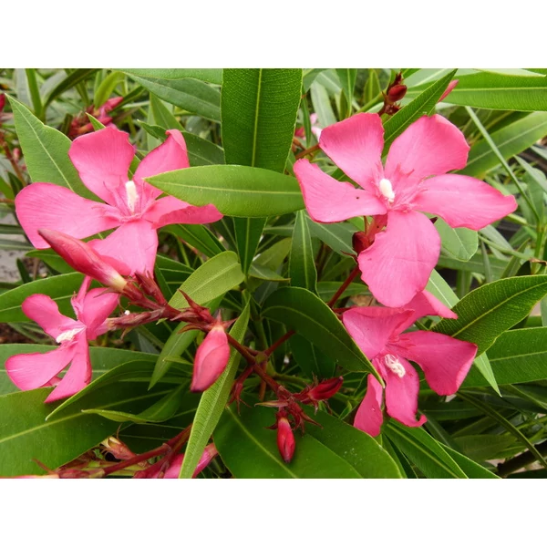 Nerium oleander 'Itália' - Télálló leander