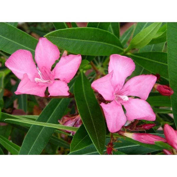 Nerium oleander 'Itália' - Télálló leander