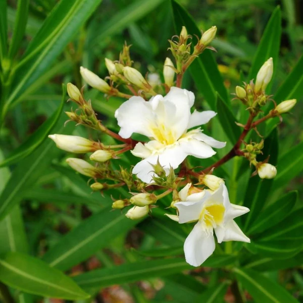 Nerium oleander 'Luteum Plenum' - Leander