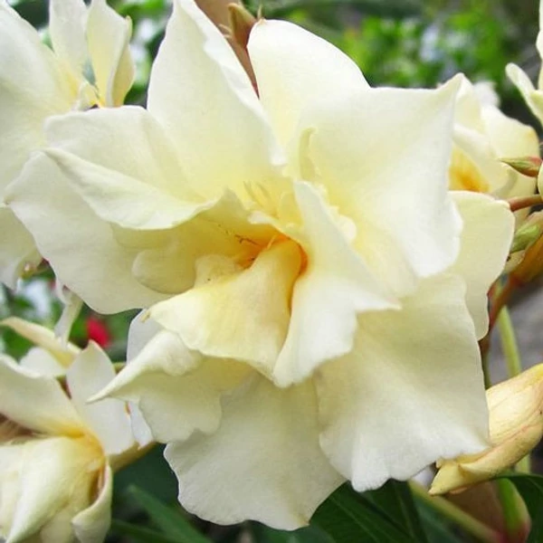 Nerium oleander 'Luteum Plenum' - Leander
