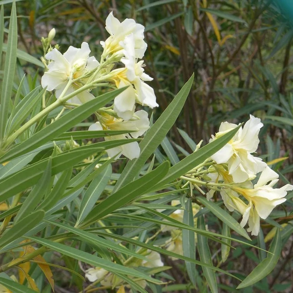 Nerium oleander 'Luteum Plenum' - Leander