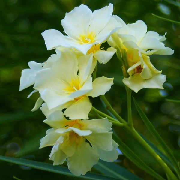 Nerium oleander 'Luteum Plenum' - Leander