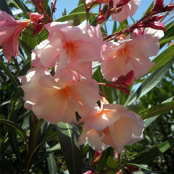 Nerium oleander 'Provence' - Télálló leander
