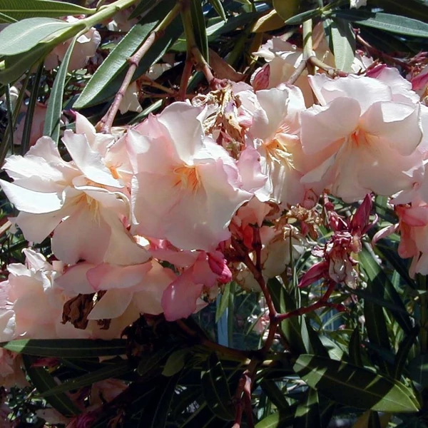 Nerium oleander 'Provence' - Télálló leander