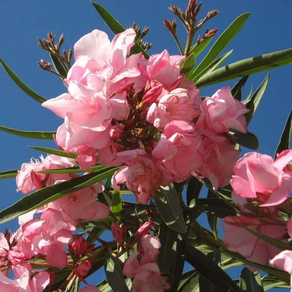 Nerium oleander 'Provence' - Télálló leander