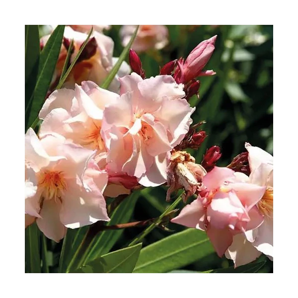 Nerium oleander 'Provence' - Télálló leander