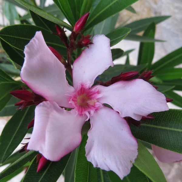 Nerium oleander 'Villa Romanie' - Télálló leander