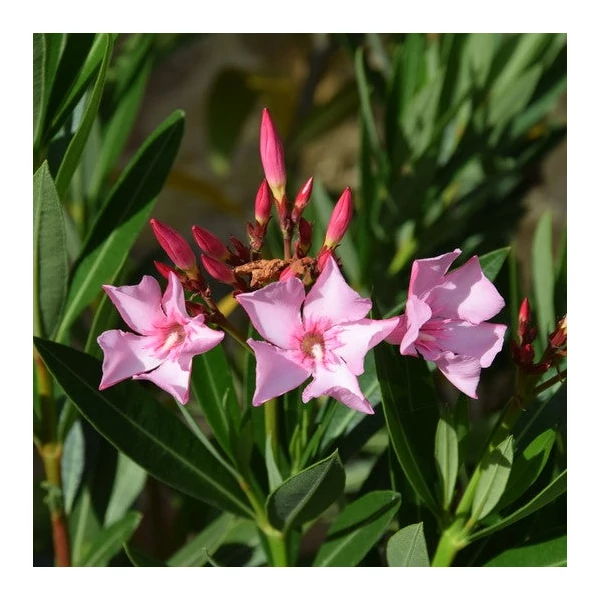 Nerium oleander 'Villa Romanie' - Télálló leander