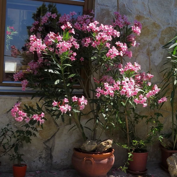 Nerium oleander 'Villa Romanie' - Télálló leander