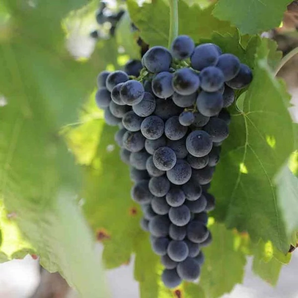 Szőlő ('Nero')