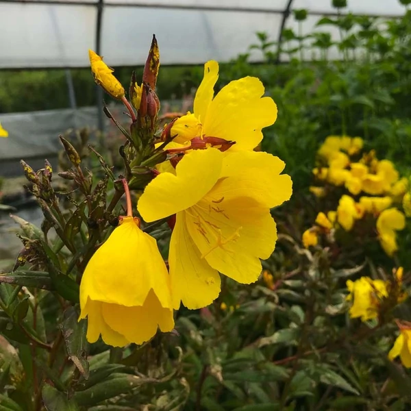 Oenothera fruticosa 'Sonnenwende' - Négyszögletes ligetszépe