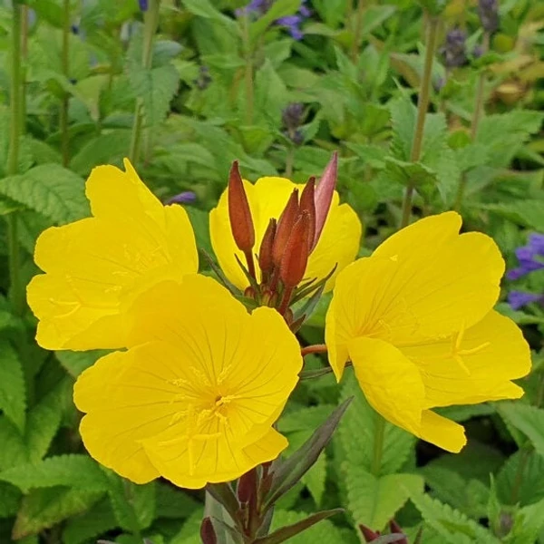 Oenothera fruticosa 'Sonnenwende' - Négyszögletes ligetszépe