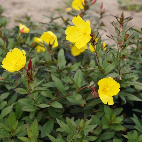 Oenothera fruticosa 'Sonnenwende' - Négyszögletes ligetszépe