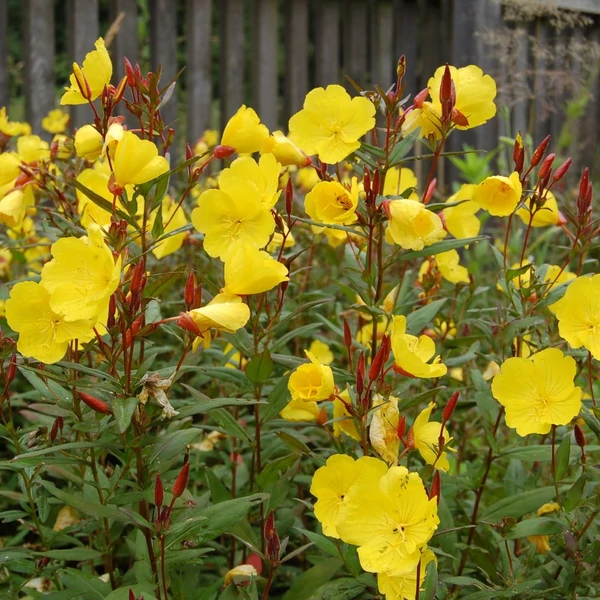 Oenothera fruticosa 'Sonnenwende' - Négyszögletes ligetszépe