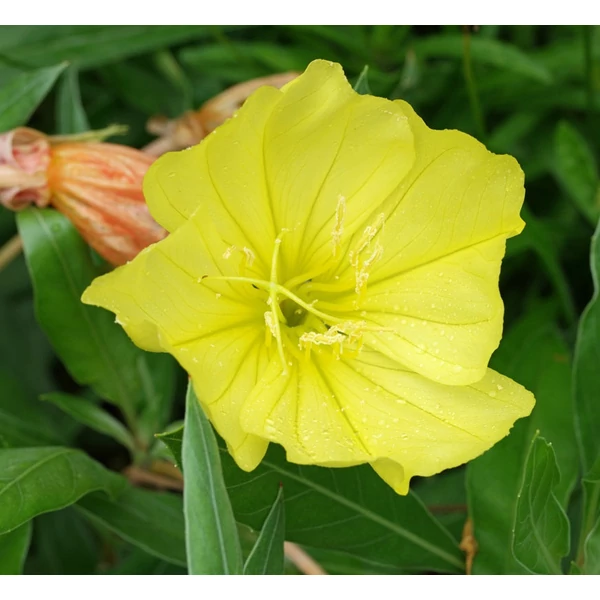 Oenothera macrocarpa - Missouri ligetszépe