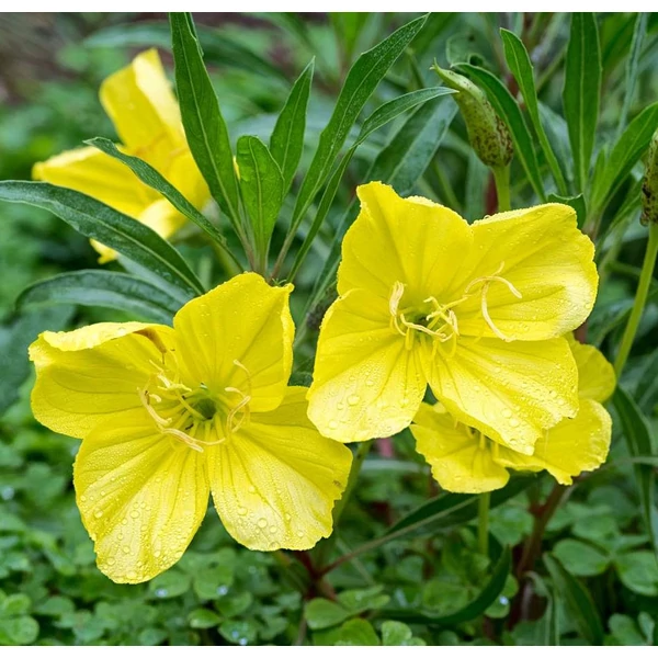 Oenothera macrocarpa - Missouri ligetszépe