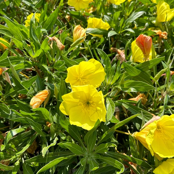 Oenothera macrocarpa - Missouri ligetszépe