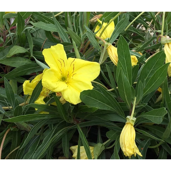 Oenothera macrocarpa - Missouri ligetszépe