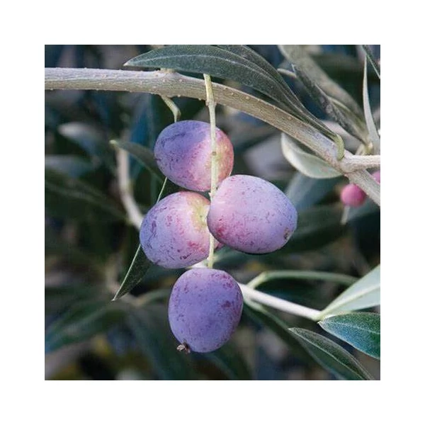 Olea europaea 'Arbequina' - Olajfa