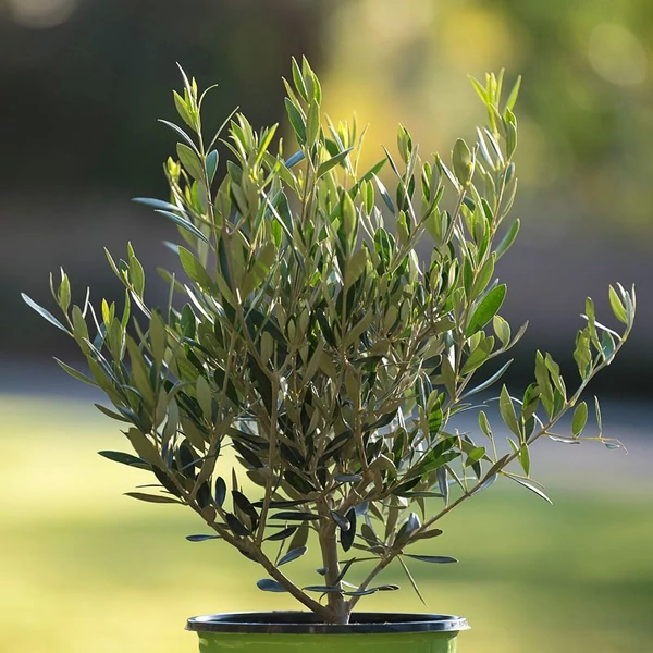 Olea europaea 'Arbequina' - Olajfa