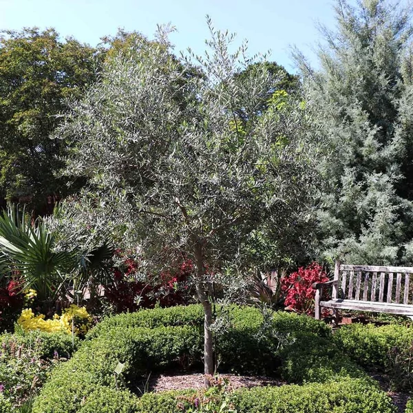 Olea europaea 'Arbequina' - Olajfa