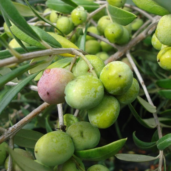 Olea europaea 'Arbequina' - Olajfa