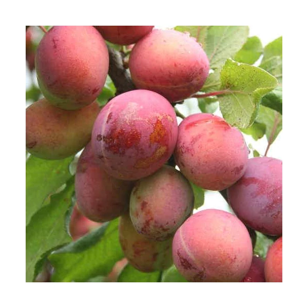 Törpe szilvafa ('Opal')