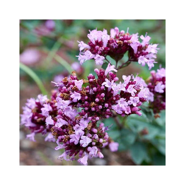 Origanum 'Rosenkuppel' - Oregánó