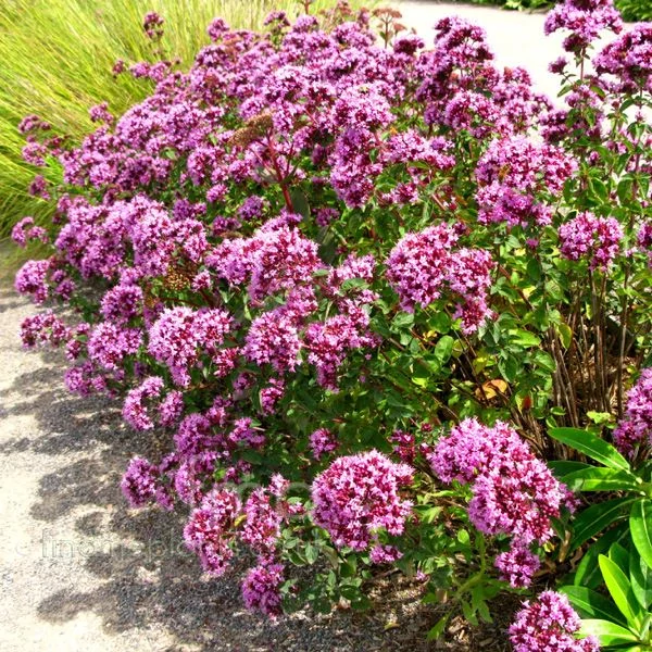 Origanum 'Rosenkuppel' - Oregánó
