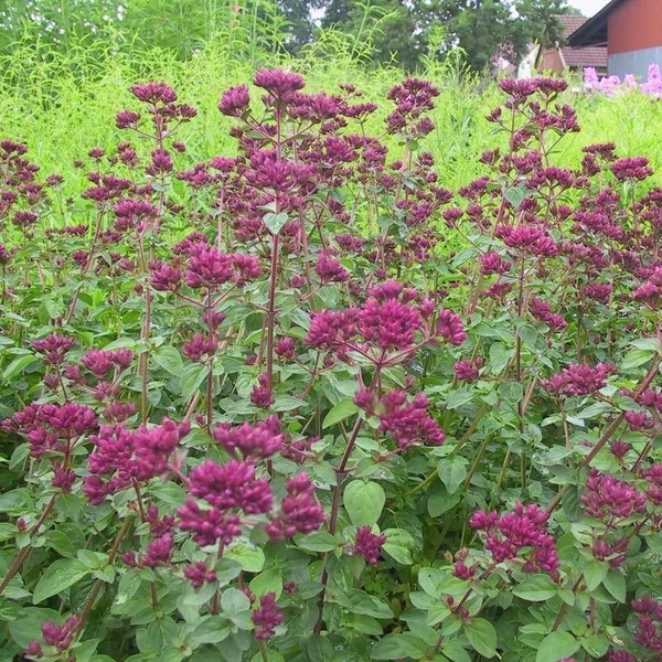 Origanum 'Rosenkuppel' - Oregánó
