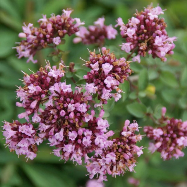 Origanum 'Rosenkuppel' - Oregánó